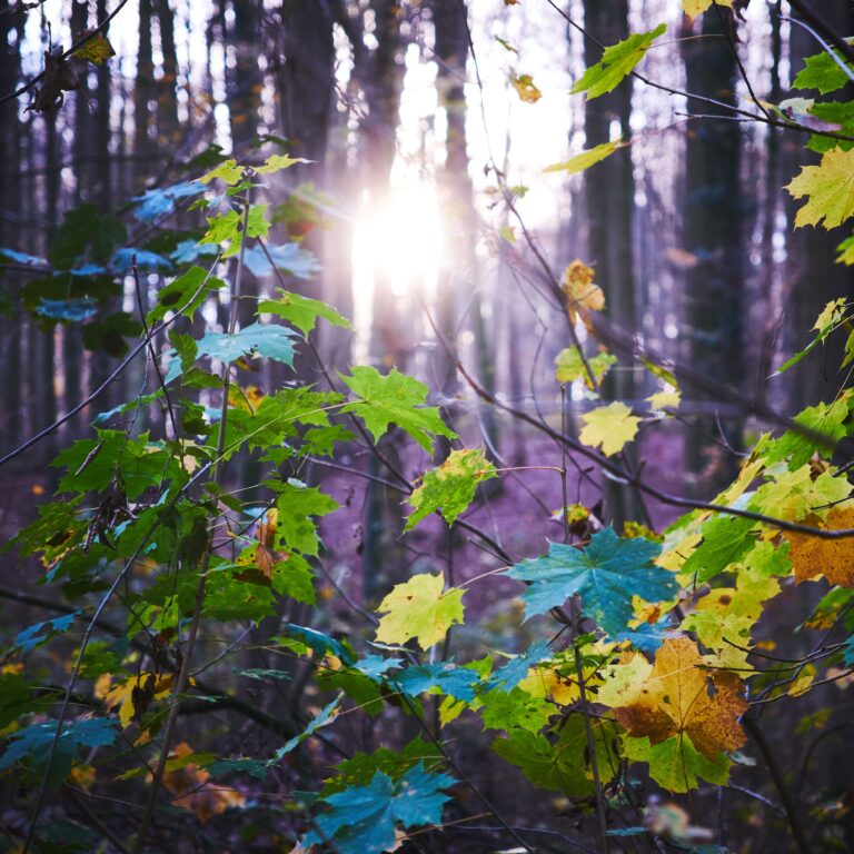 Serene autumn forest scene with sunlight filtering through colorful leaves in Hoeilaart, Belgium.